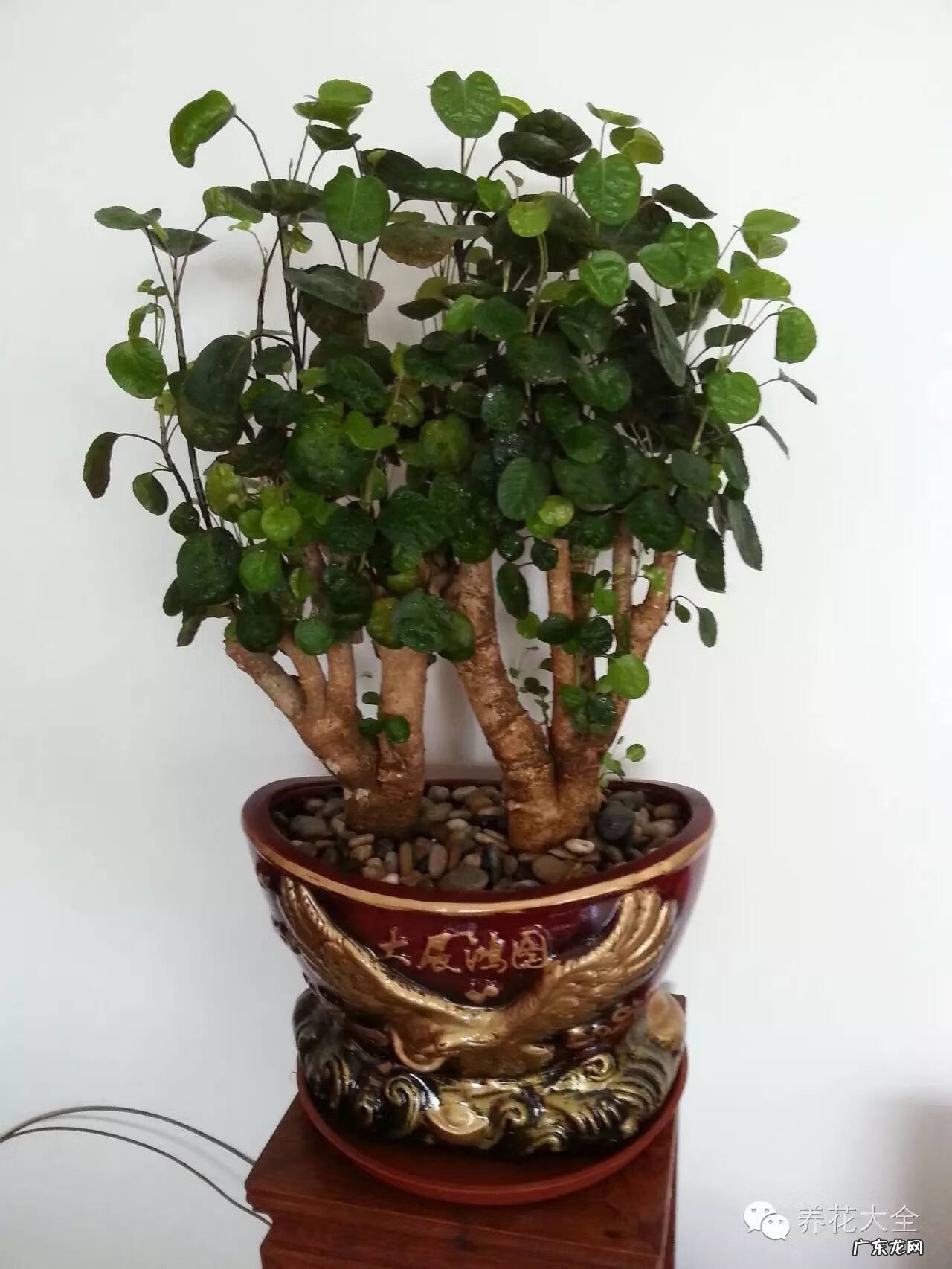 家里种什么有利于风水 家里种什么风水好