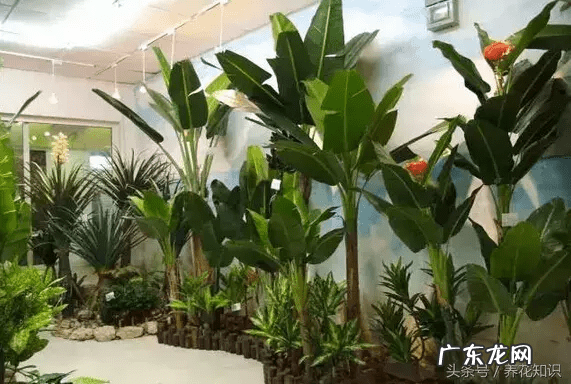 风水不好的植物 植物种不好与风水