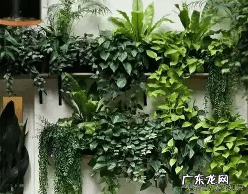 风水不好的植物 植物种不好与风水