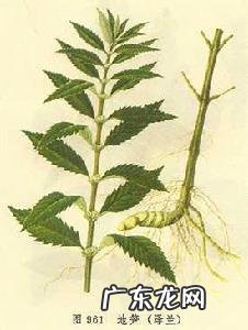 地笋的营养价值 地笋又叫什么名字