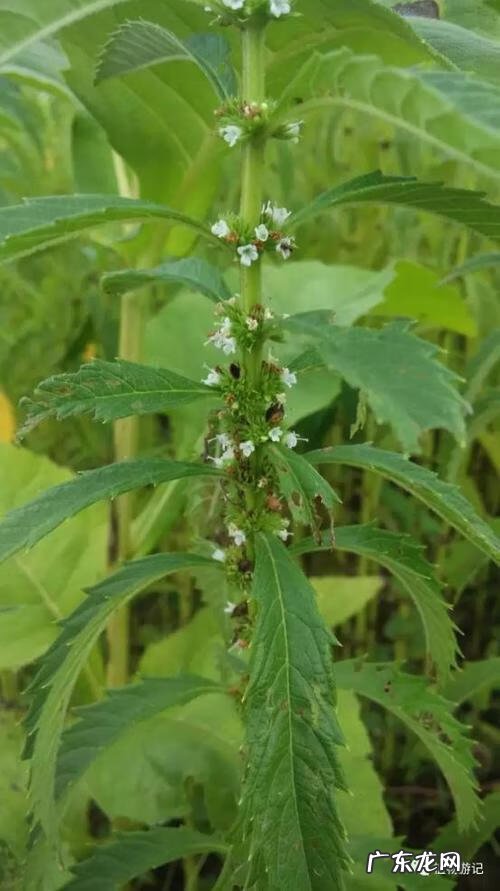 地笋的营养价值 地笋又叫什么名字