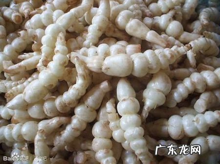 地笋的营养价值 地笋又叫什么名字