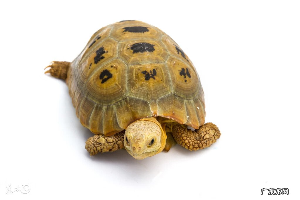 养水龟有啥风水讲究 养乌龟讲究风水吗