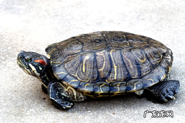 养水龟有啥风水讲究 养乌龟讲究风水吗