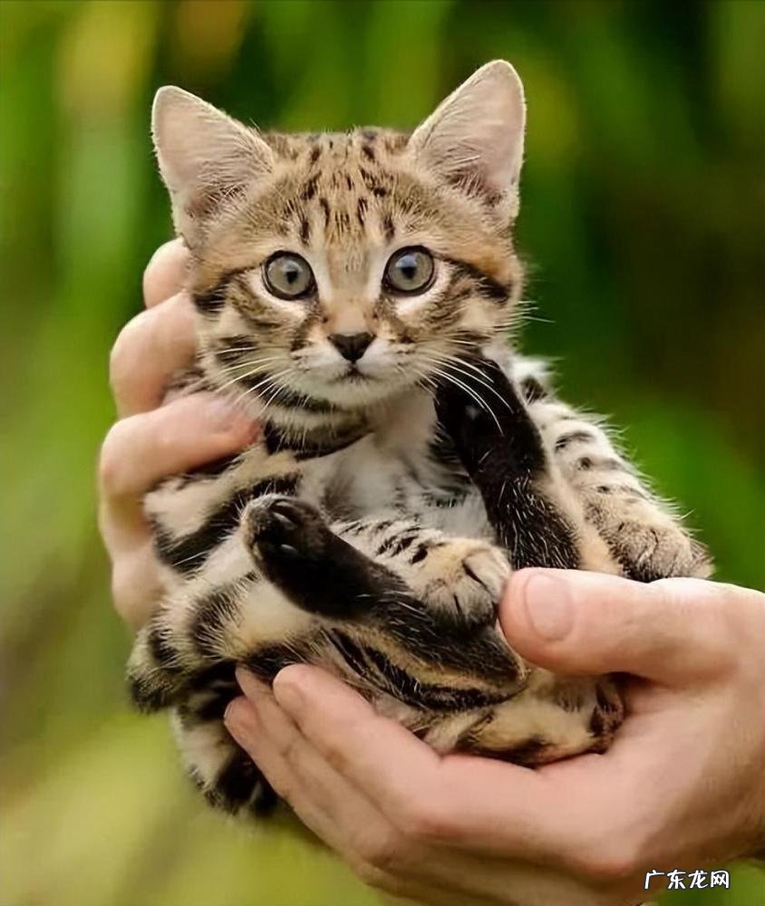 世界上最小的动物 世界上最小的8种动物是