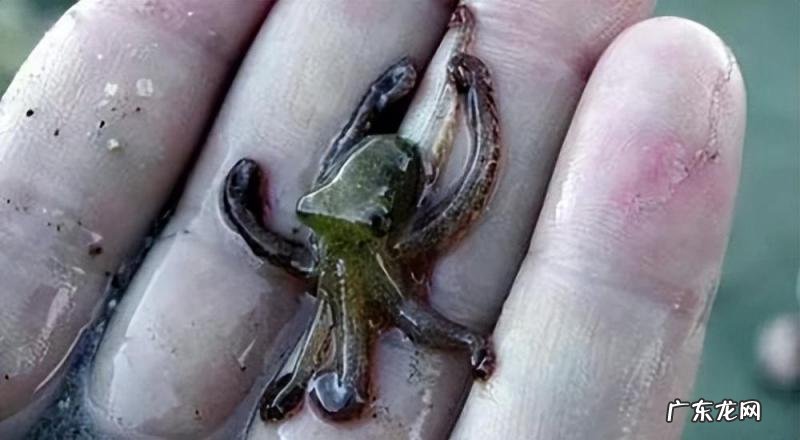 世界上最小的动物 世界上最小的8种动物是