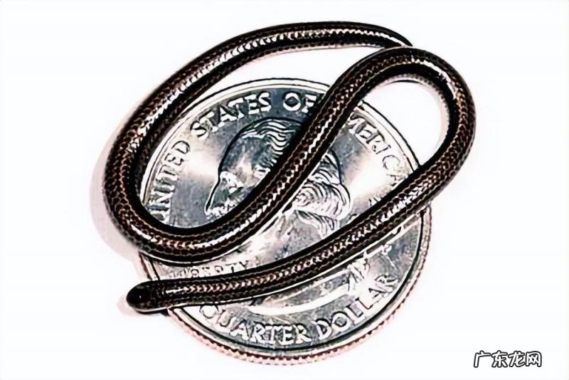 世界上最小的动物 世界上最小的8种动物是