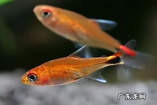 世界上最小的动物 世界上最小的8种动物是