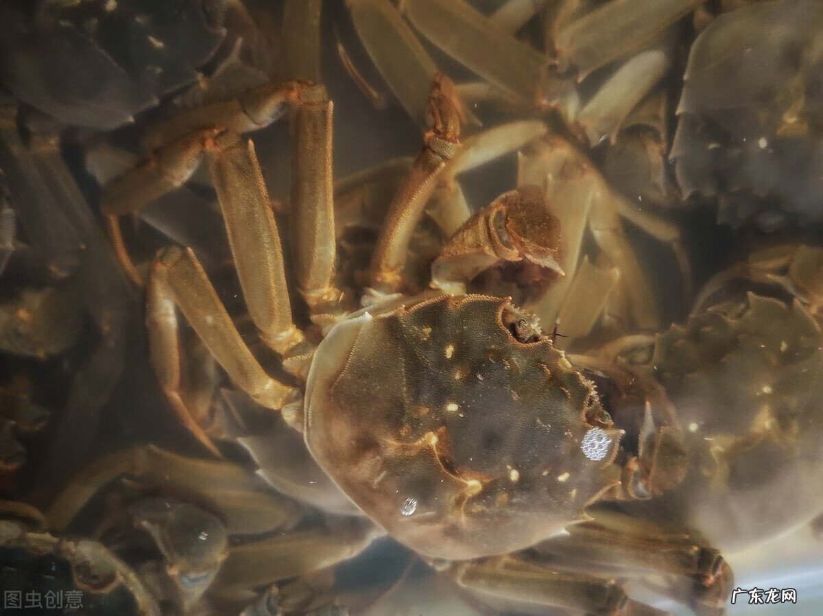 螃蟹怎么保存 大闸蟹保存方法