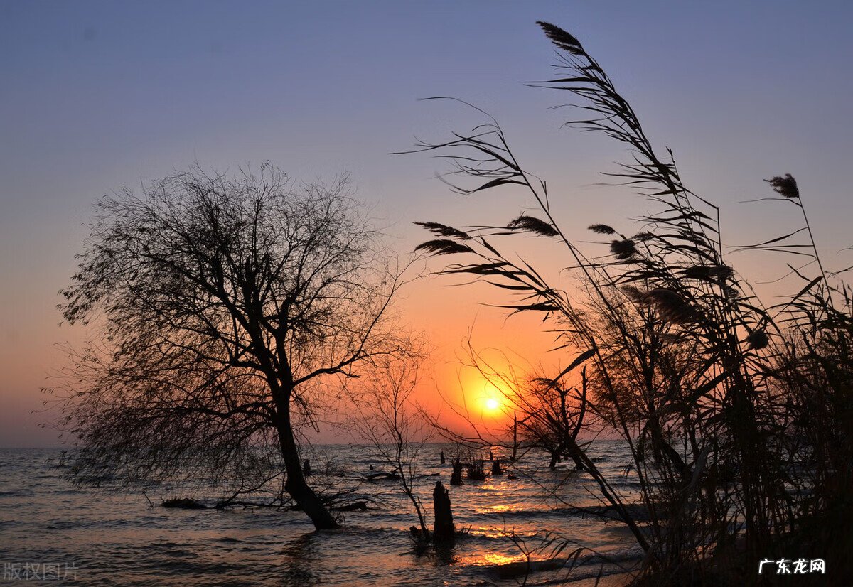 龙虎武器成长树 诸天武器成长树