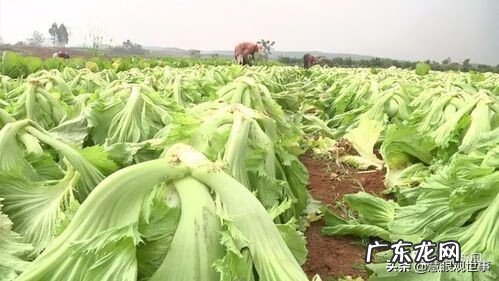 腌制食品包括什么 腌制食品有哪些