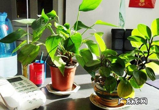 纸花的寓意 纸花风水图解