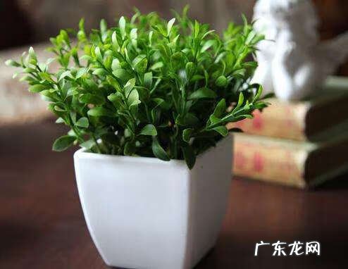 纸花的寓意 纸花风水图解