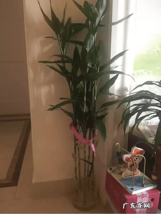 风水竹子有什么讲究 竹子种几棵好风水