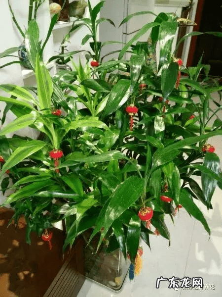 风水竹子有什么讲究 竹子种几棵好风水