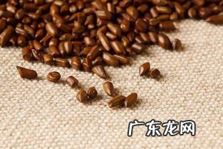 决明子生吃可以吗 泡水后的决明子能吃吗有毒吗