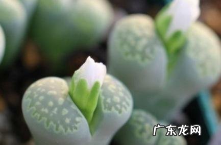 老鼠最怕气味排名第一 老鼠最怕气味排名第一飞鼠在屋顶怎样才赶走