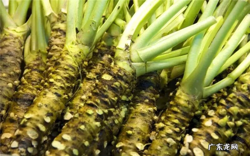 农村种什么东西最赚钱 现在农村种什么能赚钱