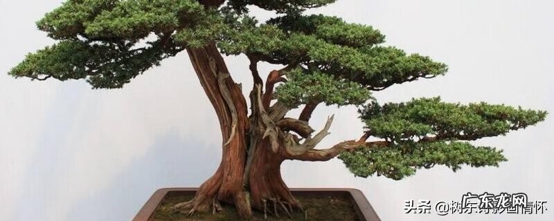 迎客松在风水上有什么讲究 迎客松灯的寓意是什么