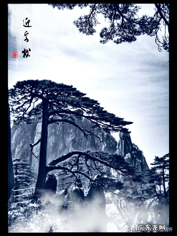 迎客松在风水上有什么讲究 迎客松灯的寓意是什么