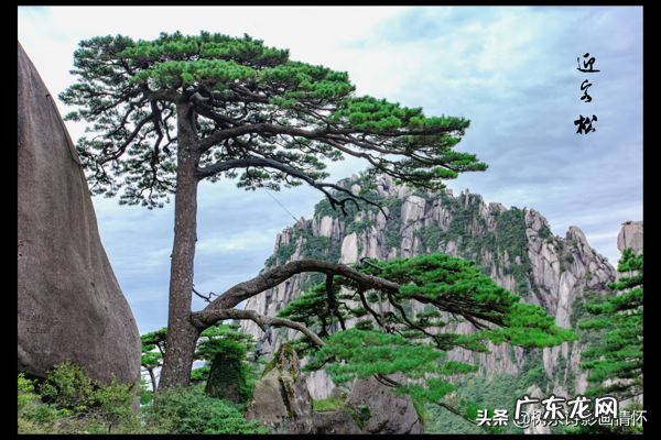 迎客松在风水上有什么讲究 迎客松灯的寓意是什么