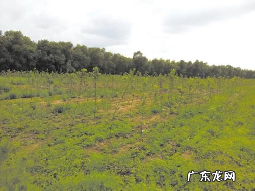 崔氏家族群 崔氏家族风水