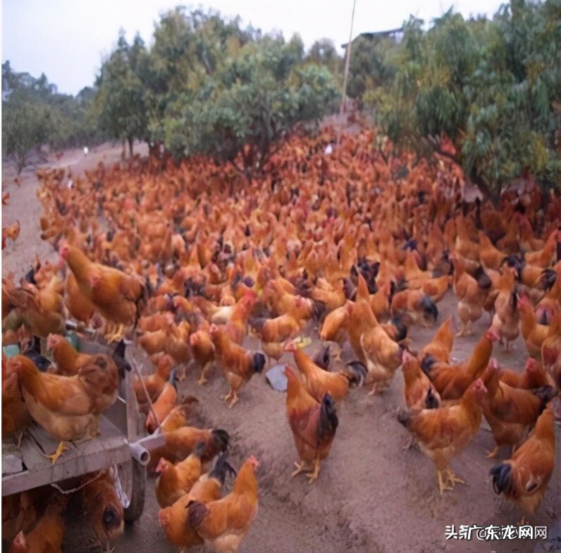 目前养殖什么赚钱快 致富项目农村养殖