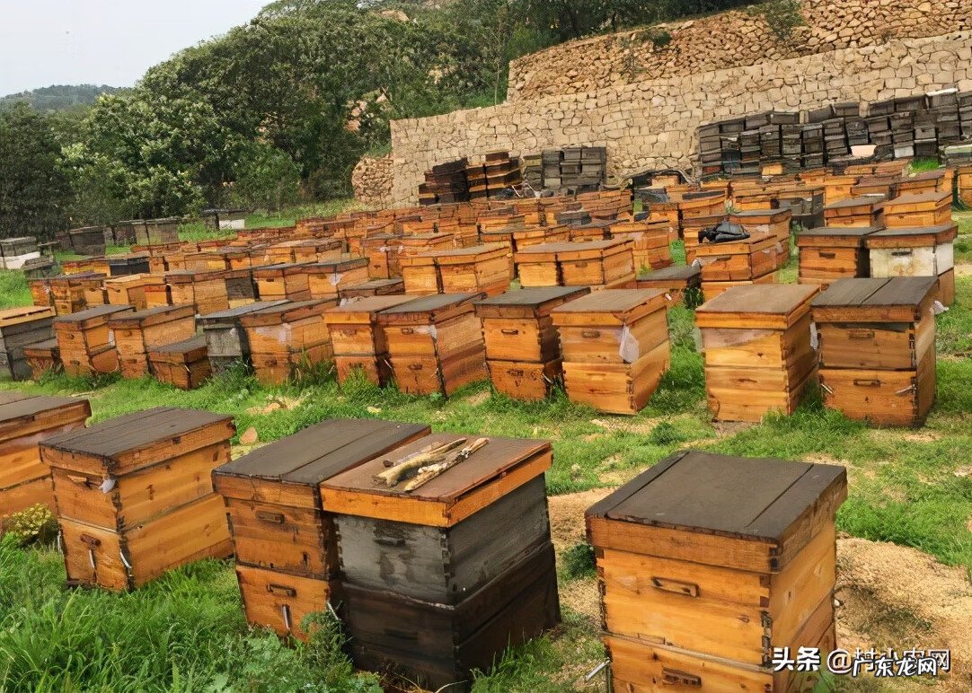 目前养殖什么赚钱快 致富项目农村养殖