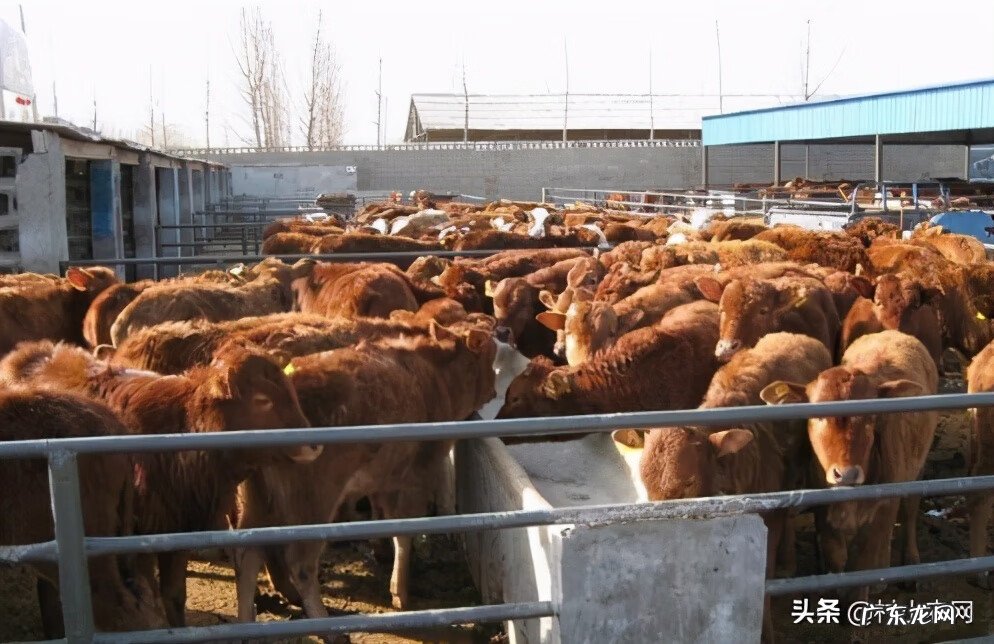 目前养殖什么赚钱快 致富项目农村养殖