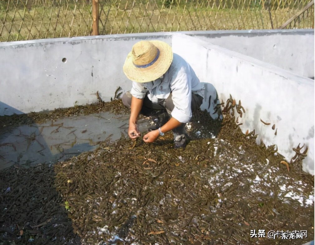 目前养殖什么赚钱快 致富项目农村养殖