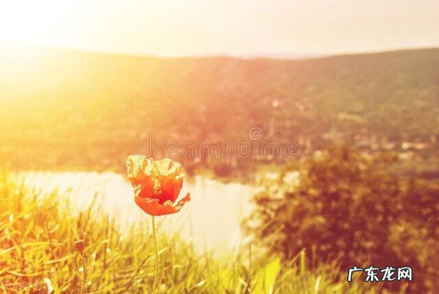 关于暖阳的唯美图片 暖阳阳好看图片