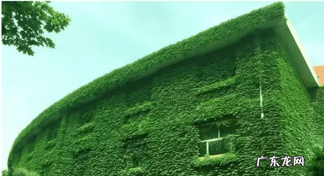 肠道菌群失调 风水阴阳失调