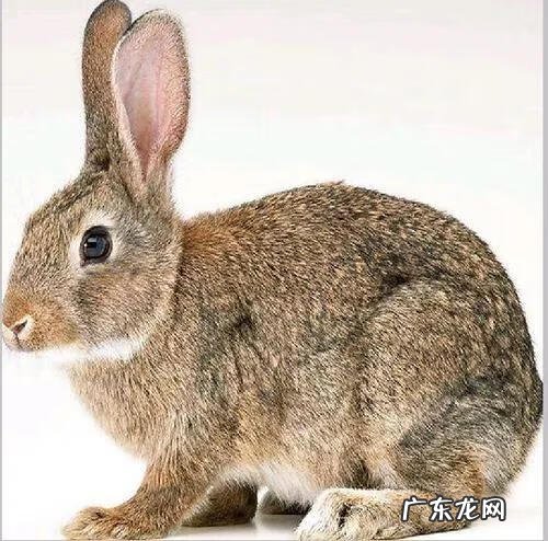 现在养殖什么最可靠 养殖什么赚钱快