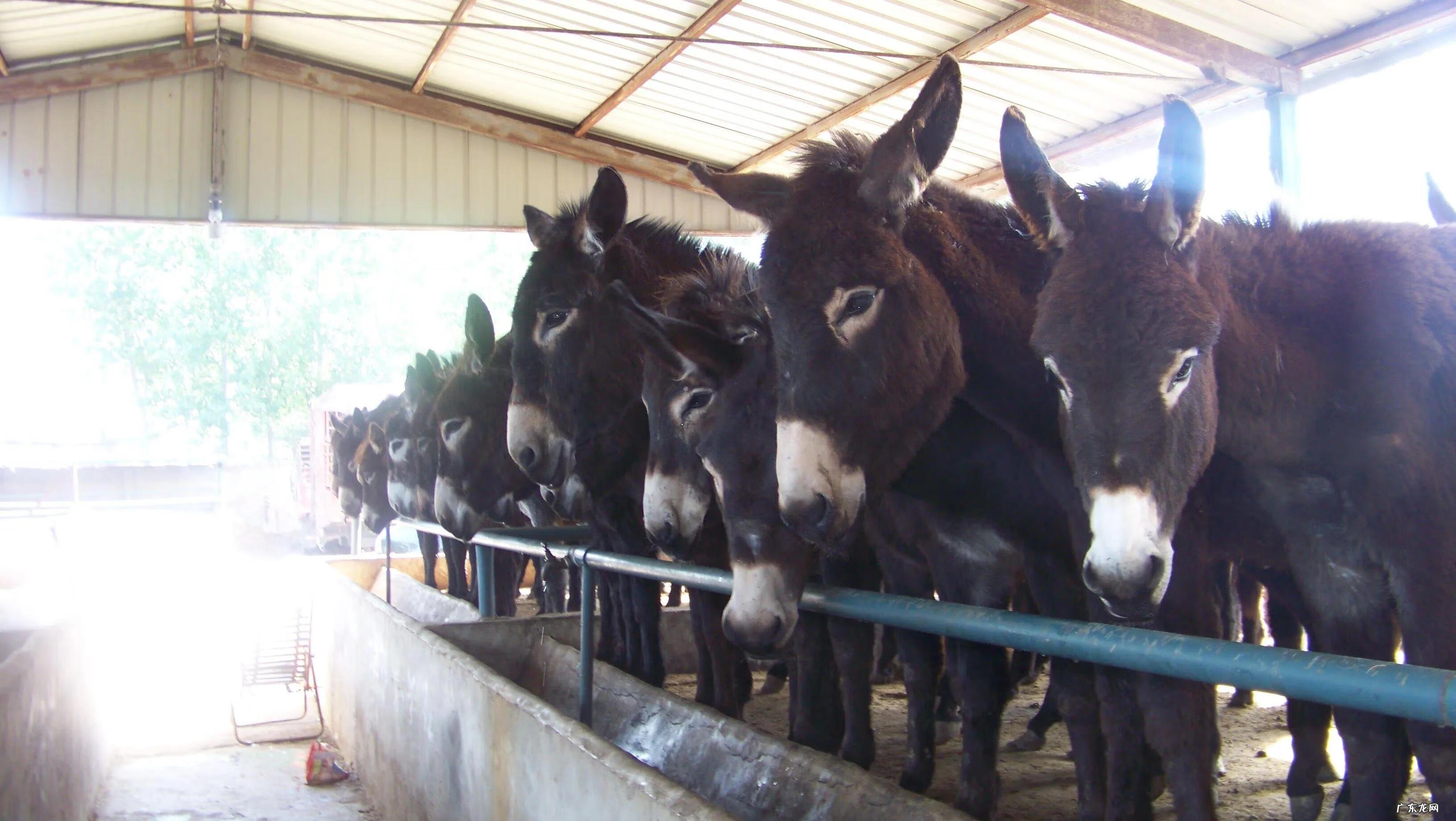 现在养殖什么最可靠 养殖什么赚钱快