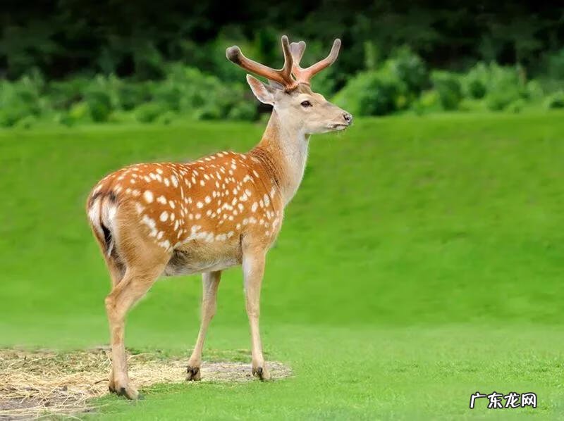 现在养殖什么最可靠 养殖什么赚钱快