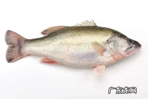 现在养殖什么最可靠 养殖什么赚钱快