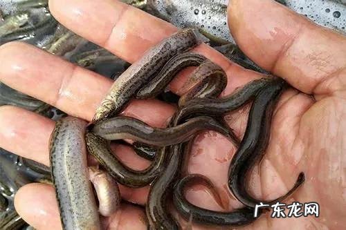 现在养殖什么最可靠 养殖什么赚钱快