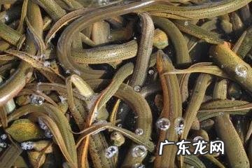 现在养殖什么最可靠 养殖什么赚钱快