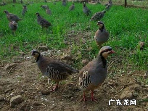 现在养殖什么最可靠 养殖什么赚钱快