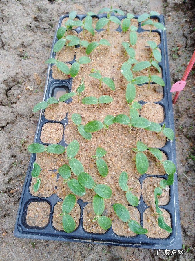 火参果哪里产的 火参果种子怎么种