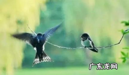 燕子人摸了为什么会死 燕子人摸了为什么会死呢