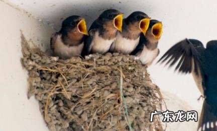 燕子人摸了为什么会死 燕子人摸了为什么会死呢