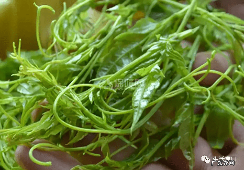 女人喝莓茶有什么好处 莓茶的作用和功效图片