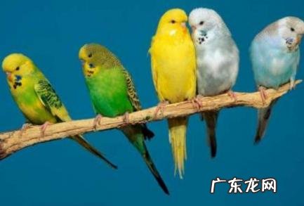 虎皮鹦鹉开心的表现 虎皮鹦鹉开心的表现有哪些