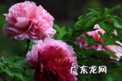 牡丹花什么时候季节开的 郑州牡丹花什么时候开放
