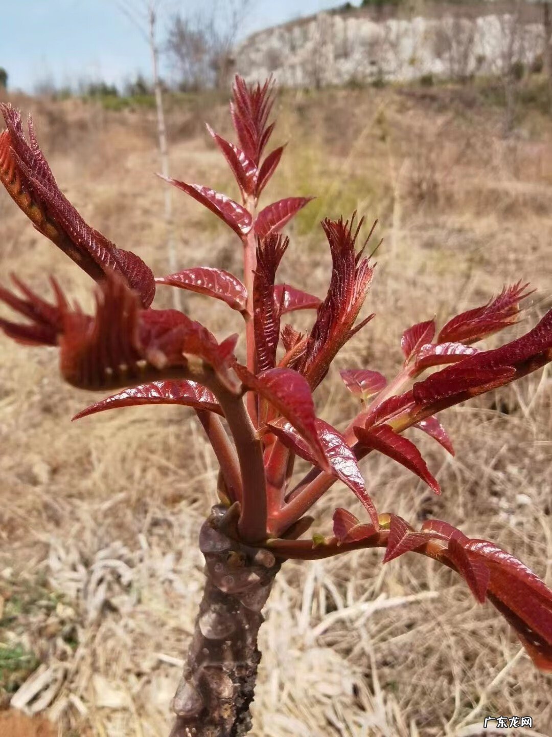 林地风水 林地的风水