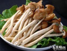 茶树菇什么人不能吃 茶树菇的功效与作用