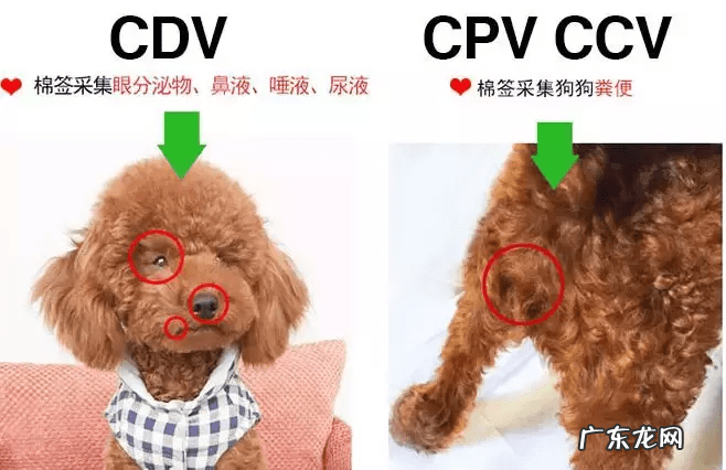 细小冠状二合一试纸怎么看 细小试纸怎么用