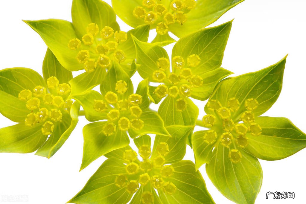 升麻北柴胡的功效与作用 北柴胡的功效与作用有哪些