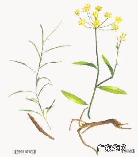 升麻北柴胡的功效与作用 北柴胡的功效与作用有哪些